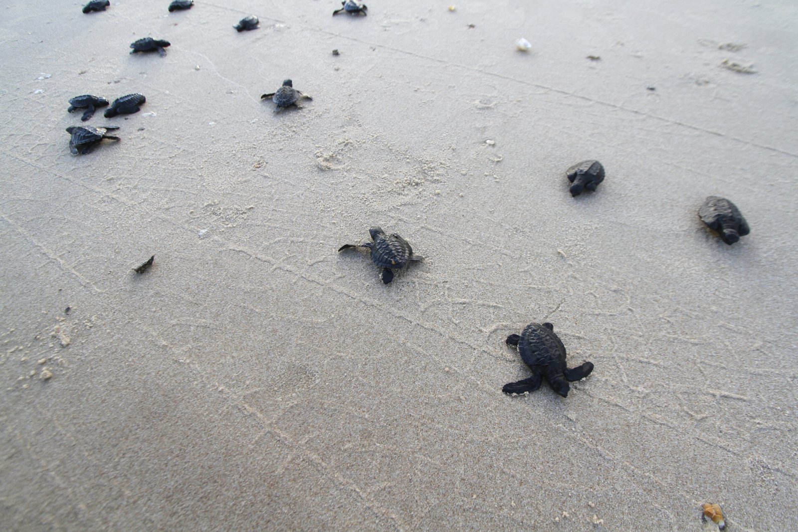 28497099018_1becf24714_o