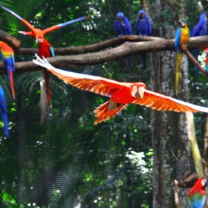 Arara vermelha – Parque das aves – Foz do Iguacu / Brasil